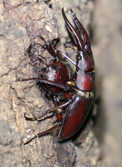 大木クヌギの左側_ノコギリクワガタペア_2021年8月9日19時40分 気温29度